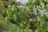 Celtis caucasica