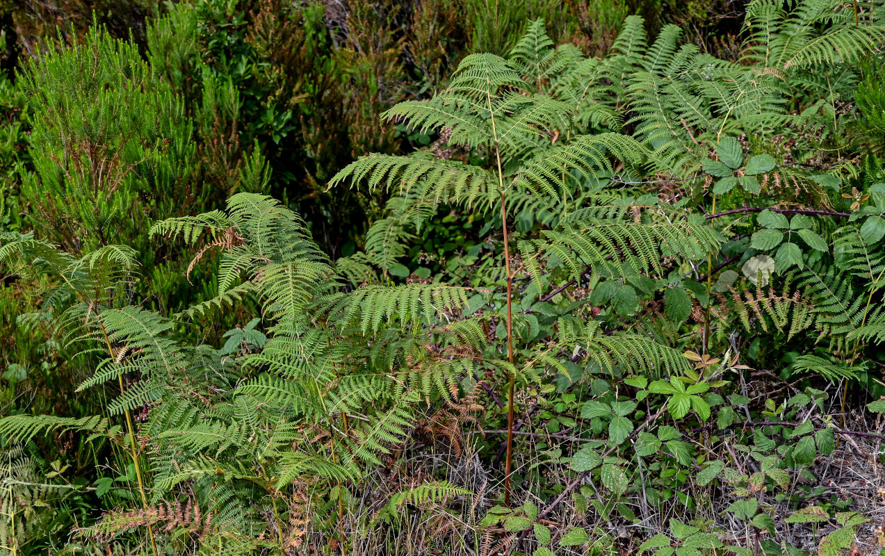 Изображение особи Pteridium aquilinum.
