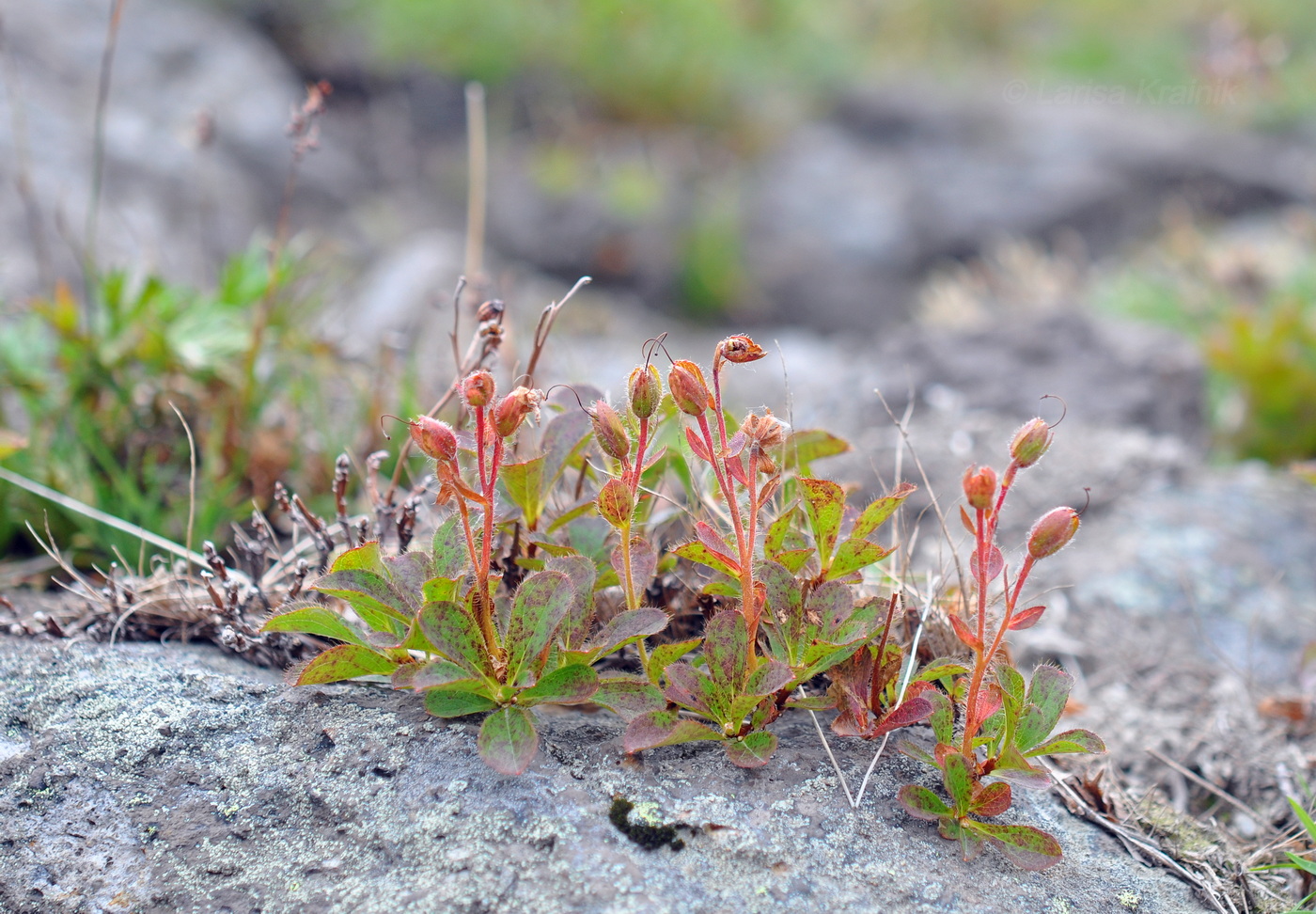 Изображение особи Rhododendron camtschaticum.