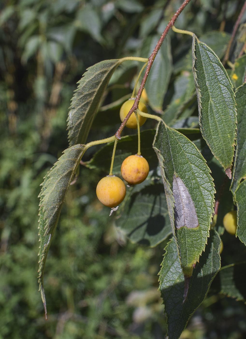 Изображение особи Celtis australis.