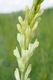 Astragalus asper. Фрагмент соцветия. Ульяновская обл., Мелекесский р-н, дол. р. Бирля, окр. пос. Дивный, остепнённый луг. 31.05.2024.