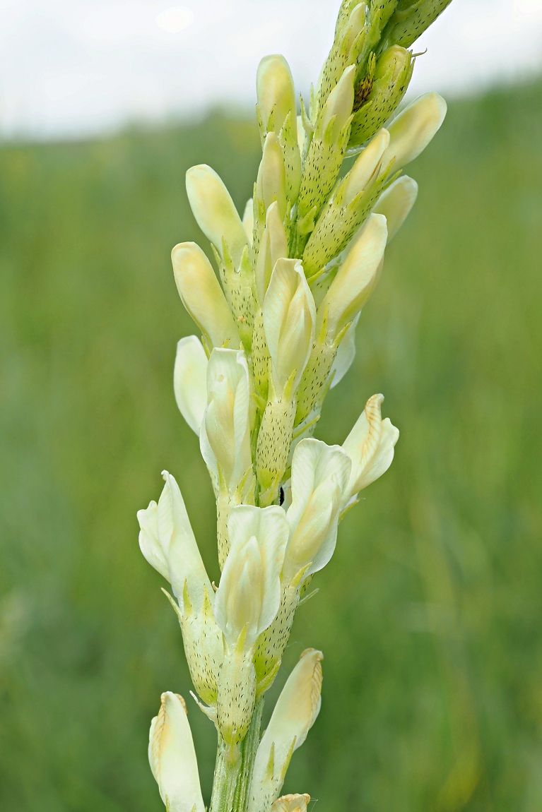 Image of Astragalus asper specimen.