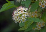 Physocarpus opulifolius. Соцветие. Московская обл., Раменский р-н, окр. дер. Хрипань, садовый участок. 08.06.2025.