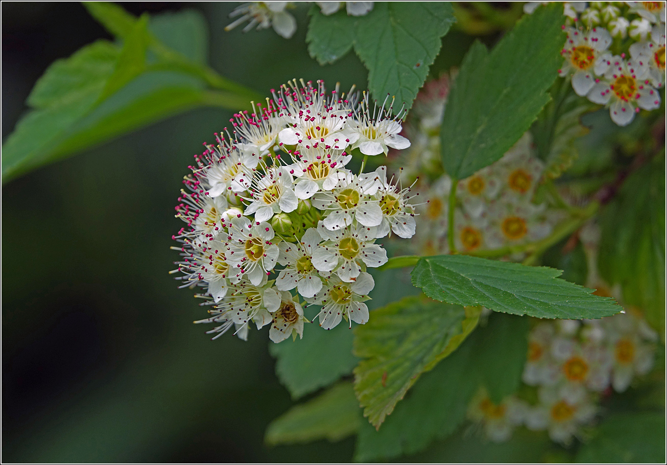 Изображение особи Physocarpus opulifolius.