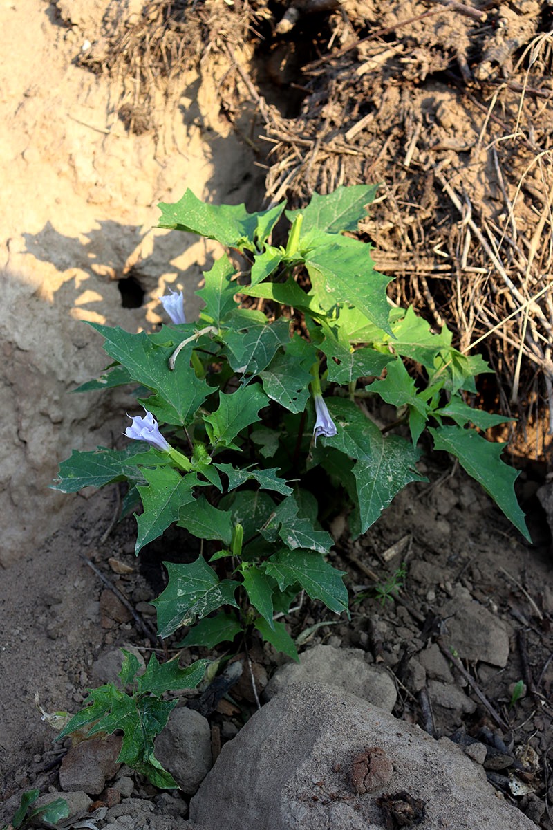 Изображение особи Datura stramonium var. tatula.