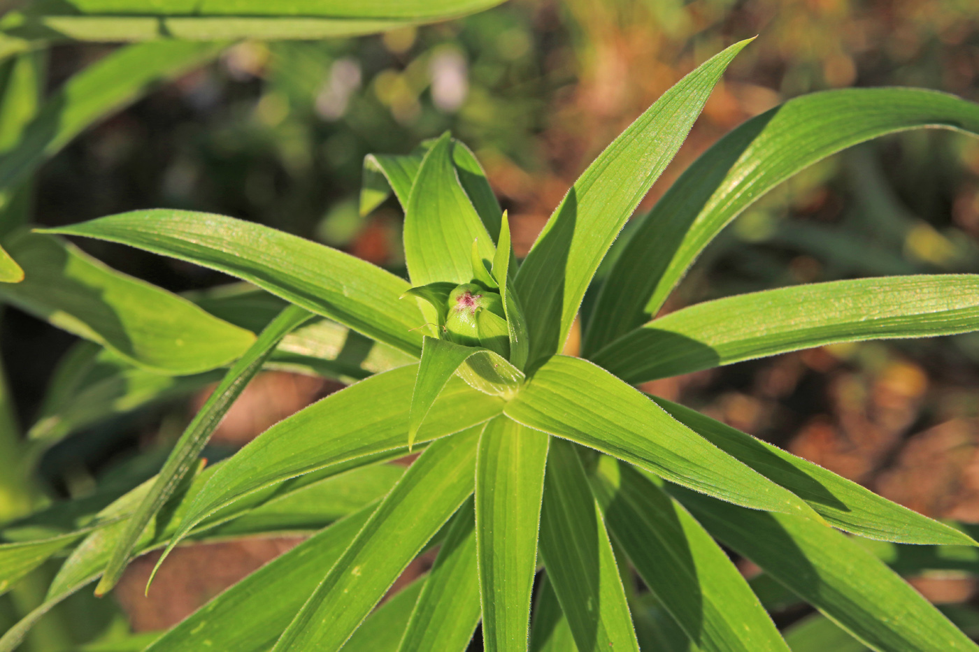 Image of Lilium monadelphum specimen.