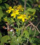 Hypericum perforatum