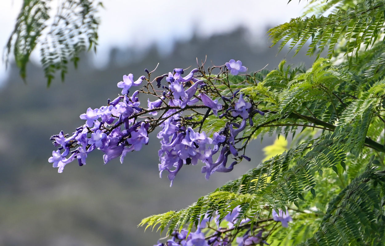 Изображение особи Jacaranda mimosifolia.