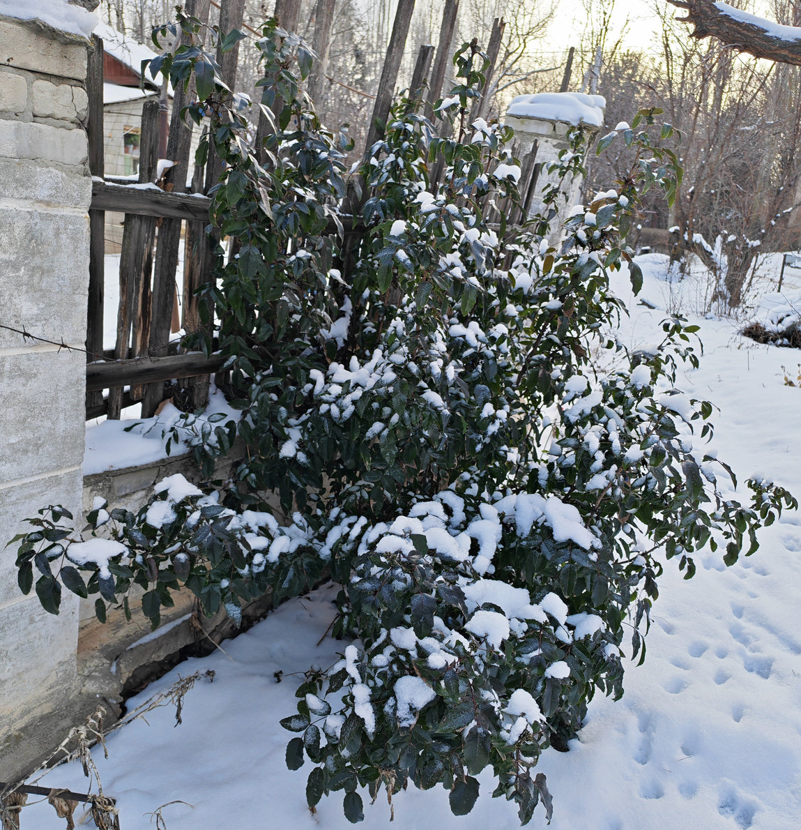 Image of Mahonia aquifolium specimen.