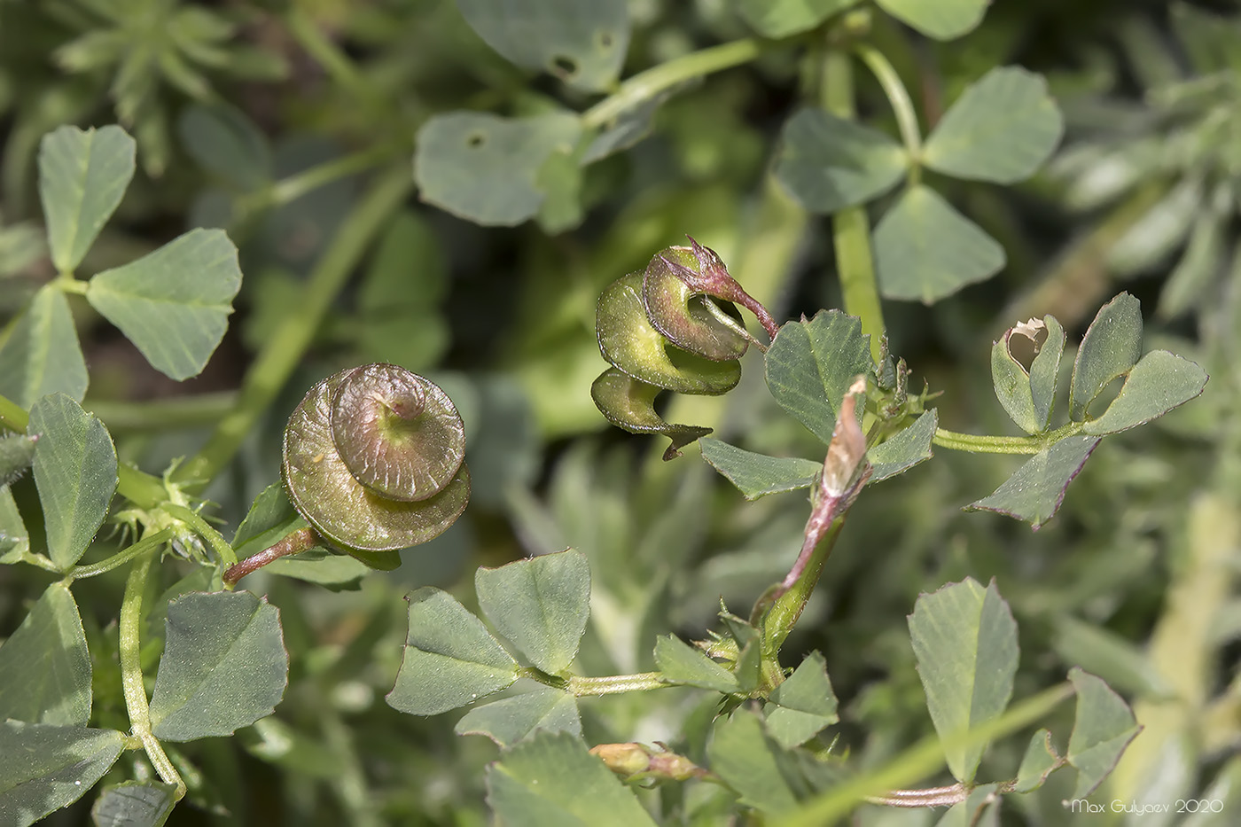 Изображение особи Medicago orbicularis.