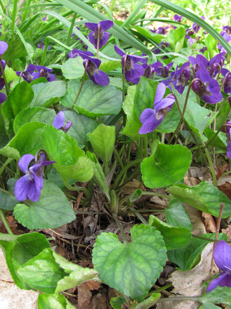 Изображение особи Viola odorata.