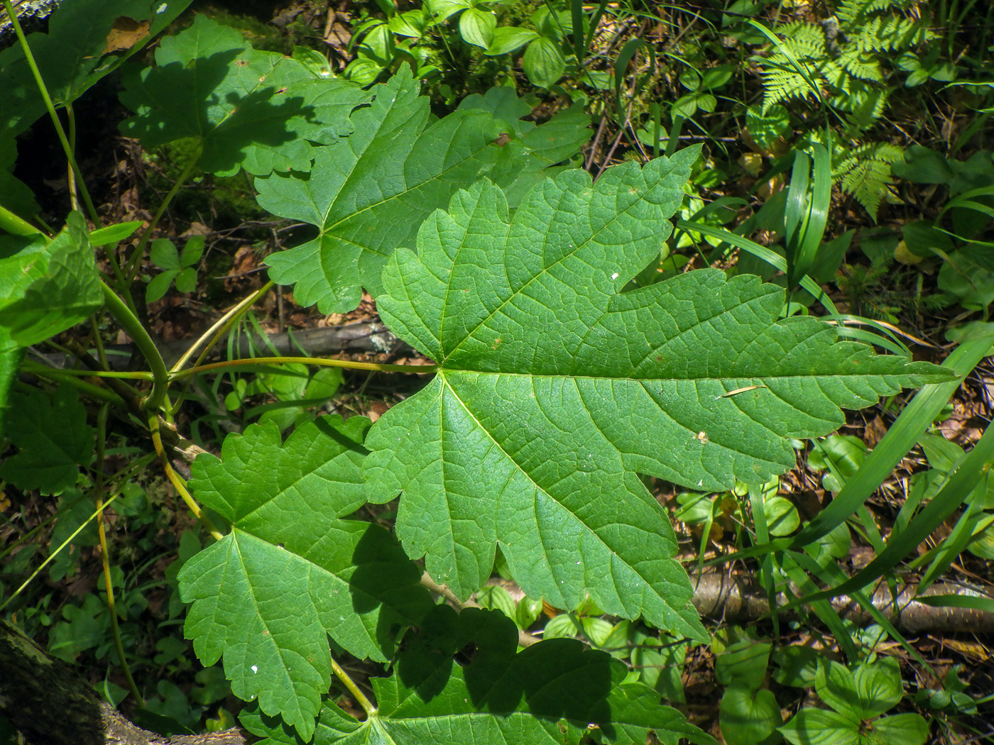 Изображение особи Acer ukurunduense.