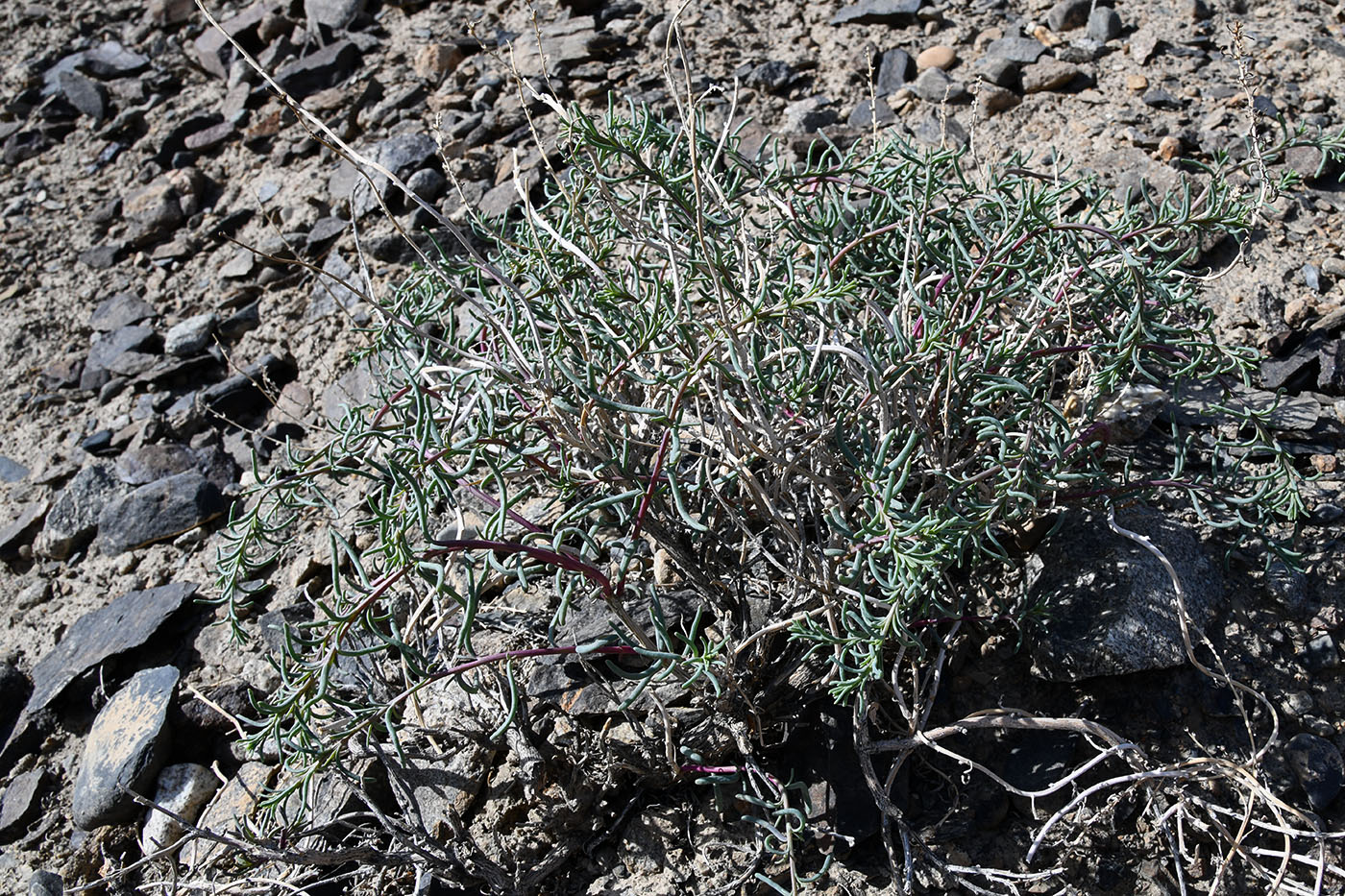 Image of Salsola montana specimen.