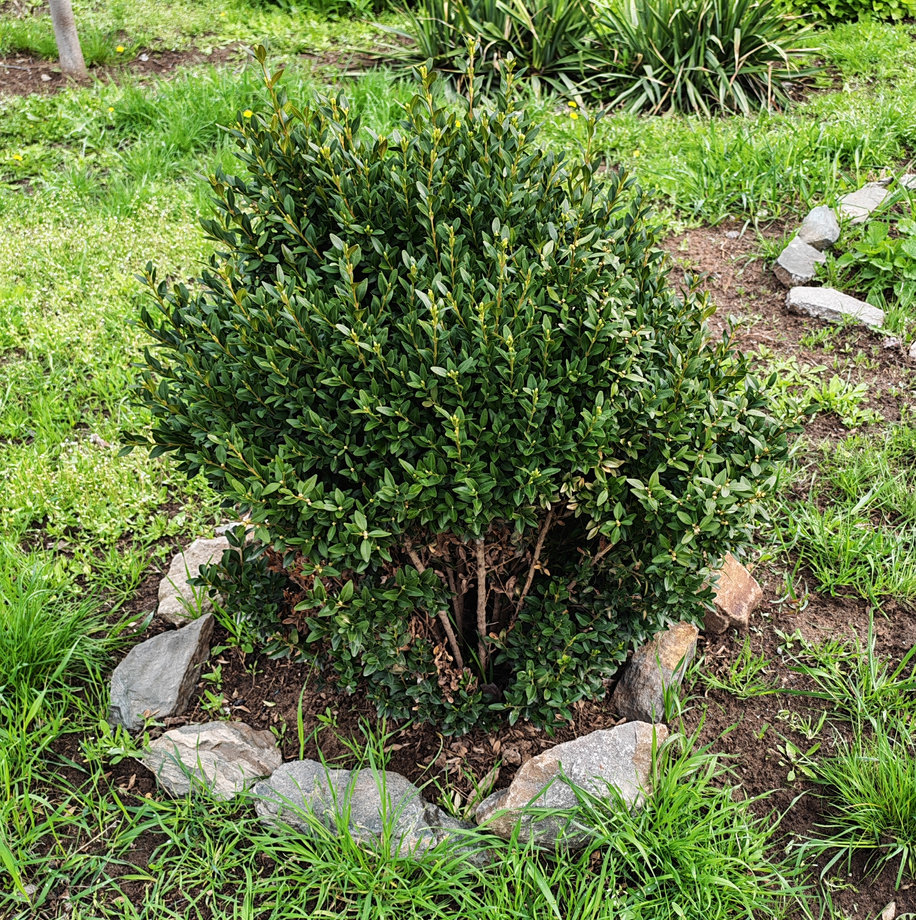 Изображение особи Buxus sempervirens.