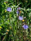 Cichorium intybus. Части побегов с соцветиями. Московская обл., Чеховский р-н, окр. дер. Оксино, у дороги. 31.08.2025.