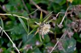 Carlina salicifolia