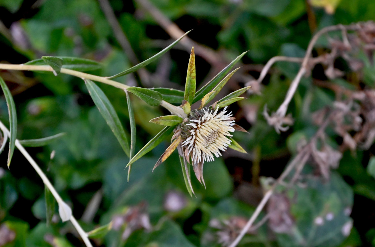 Image of genus Carlina specimen.