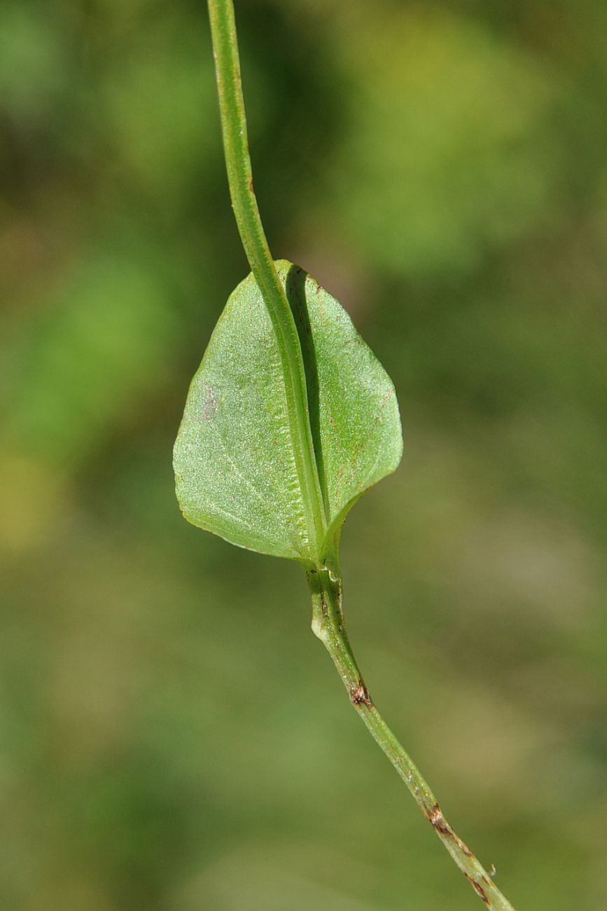 Image of Parnassia palustris specimen.