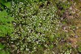 Saxifraga granulifera. Цветущие растения. Китай, пров. Шэньси, национальный парк \"Хуашань\", ≈ 2000 м н.у.м., опушка смешанного леса. 02.06.2025.