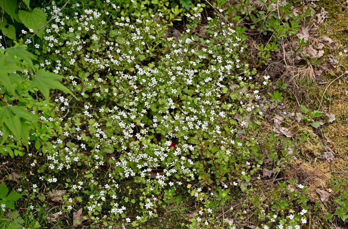 Изображение особи Saxifraga granulifera.