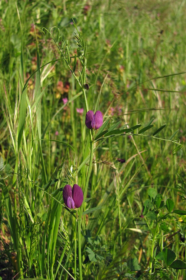 Image of Vicia peregrina specimen.