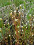 Saxifraga tridactylites. Верхушки цветущих растений. Ростовская обл., Октябрьский р-н, дол. р. Аюта, окр. хут. Красный, правый коренной берег пруда Терновый Яр, степь. 18.04.2026.