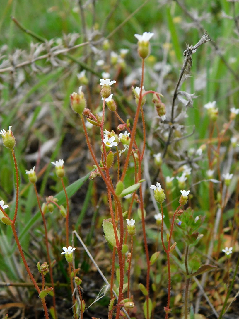 Image of Saxifraga tridactylites specimen.