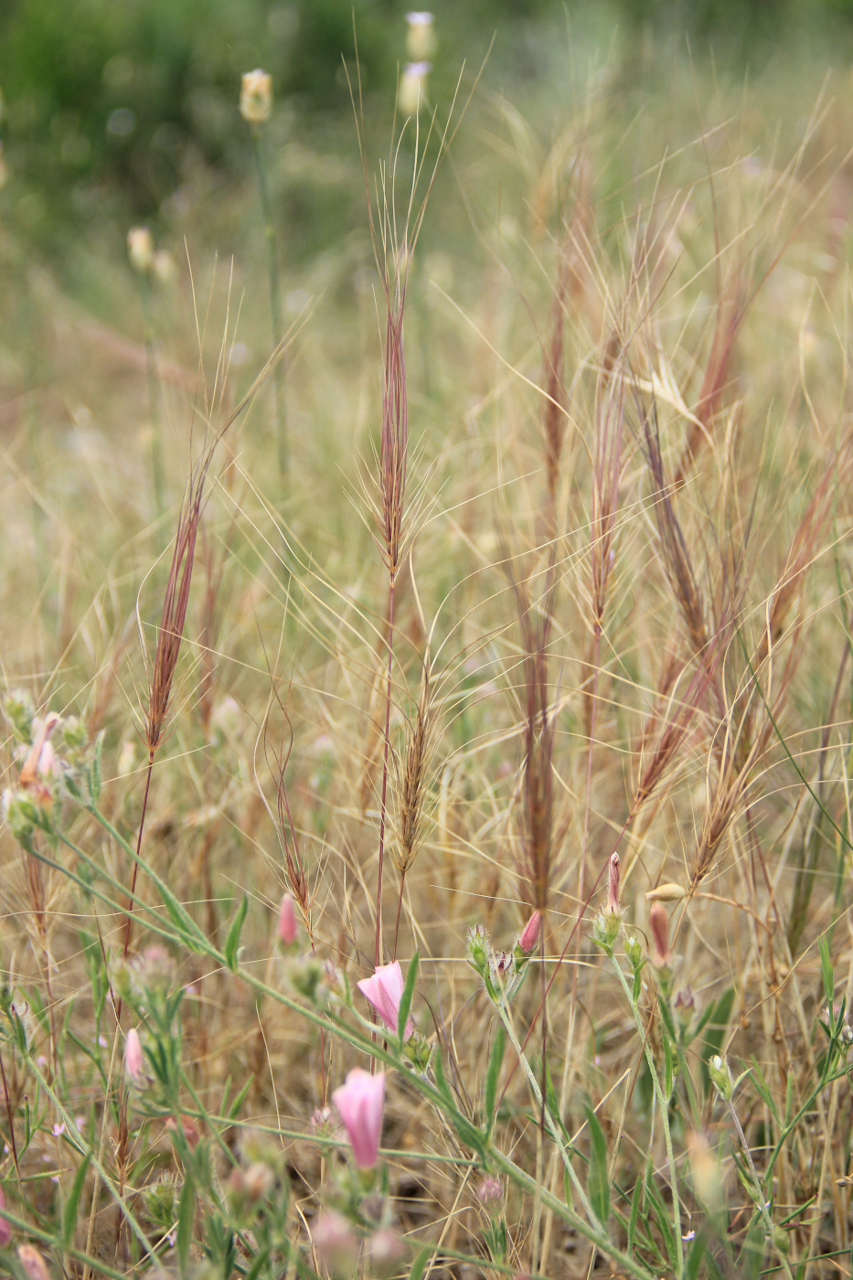 Image of Taeniatherum asperum specimen.