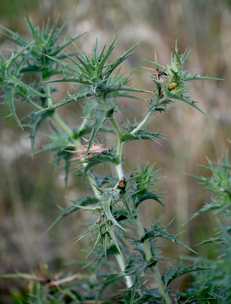 Image of Carthamus lanatus specimen.