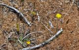 Hypochaeris radicata