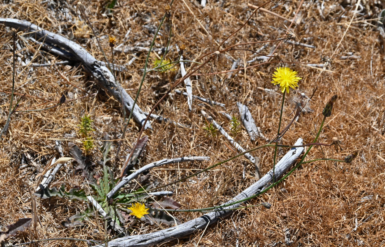 Image of Hypochaeris radicata specimen.