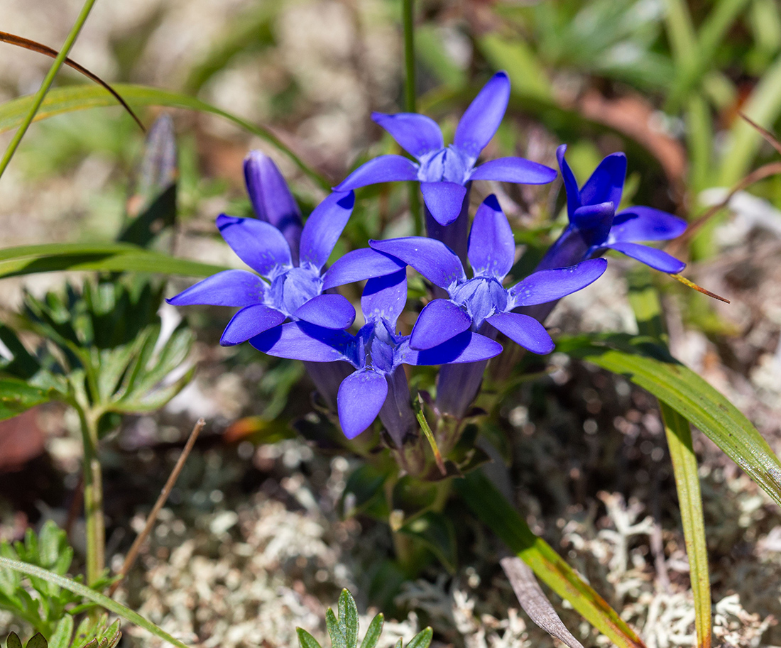 Image of Gentiana jamesii specimen.
