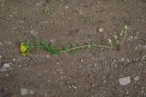 род Hypericum