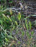 Hordeum leporinum. Цветущее растение. Португалия, округ Бежа, дол. р. Рибейра-ду-Торгал, опушка лиственного леса. 04.06.2026.