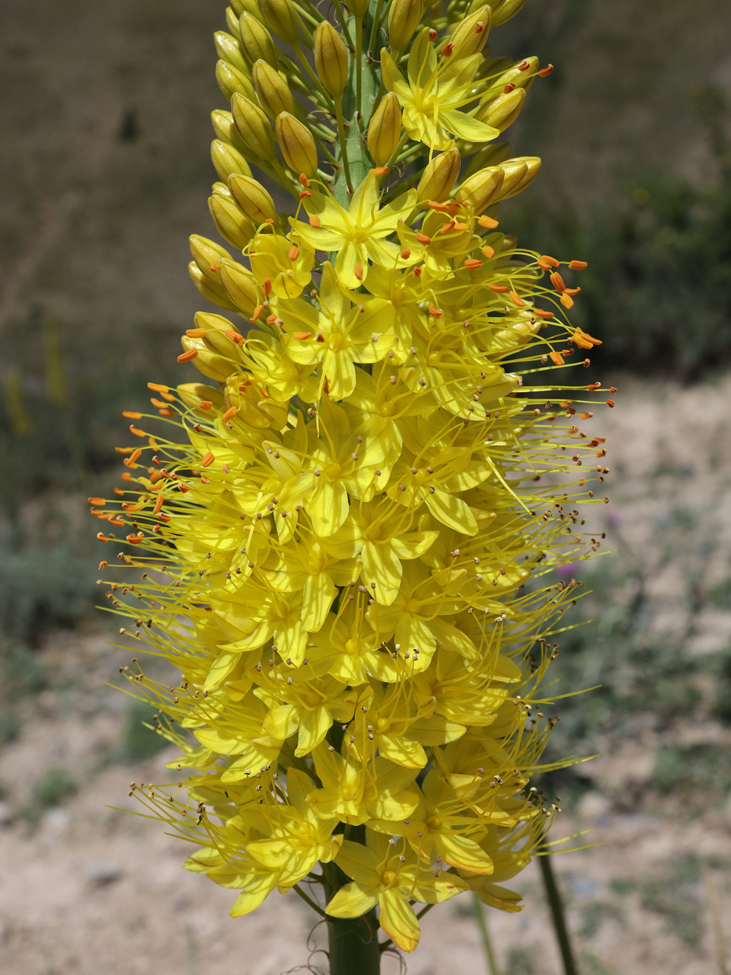 Изображение особи род Eremurus.