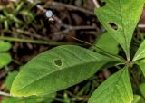 Trientalis europaea. плодоносящее растение. Санкт-Петербург, Приморский р-н, заказник «Северное побережье Невской губы», дорожка в светлом смешанном лесу. 03.08.2026.