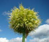 Allium obliquum