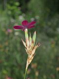 Dianthus borbasii. Соцветие (вид сбоку). Ульяновская обл., Мелекесский р-н, окр. с. Лебяжье, сосновый лес с примесью липы и берёзы на песчаном грунте, зарастающая просека. 09.07.2024.