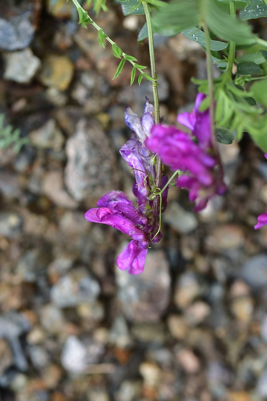 Изображение особи род Vicia.