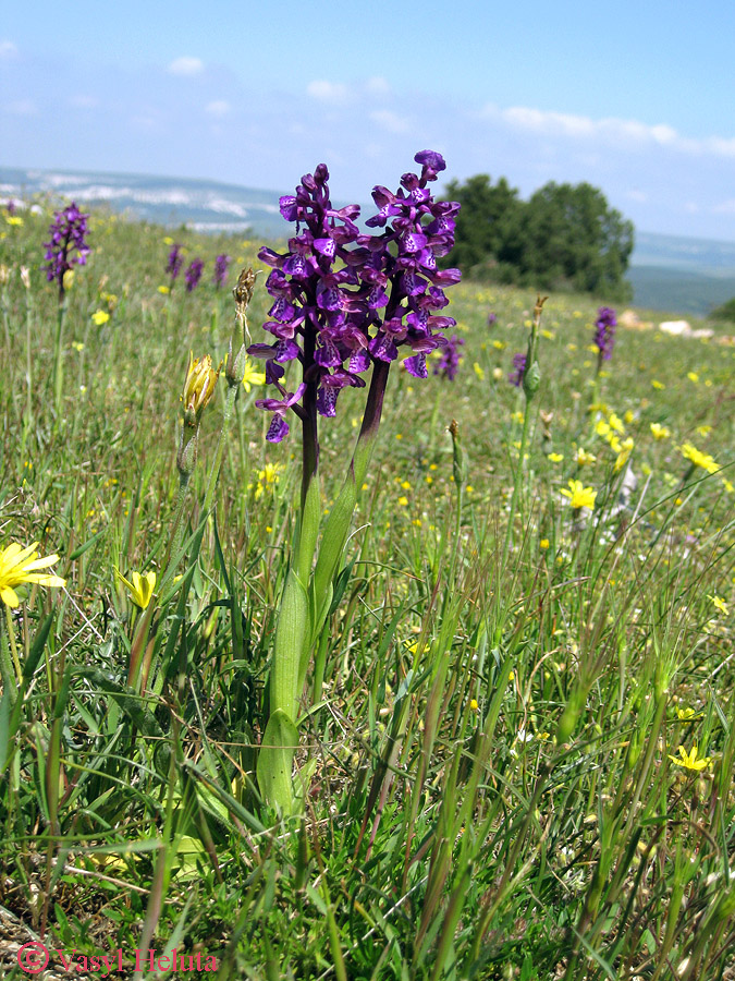 Image of Anacamptis morio ssp. caucasica specimen.