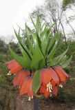 Fritillaria imperialis. Верхушка цветущего растения. Владивосток, ботанический сад-институт ДВО РАН. 28 мая 2011 г.