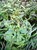 Bidens frondosa. Цветущее растение. Курская обл., г. Железногорск, у дороги. 4 сентября 2007 г.