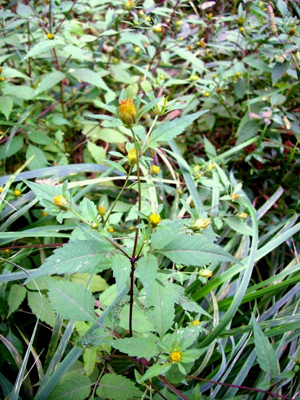 Image of Bidens frondosa specimen.