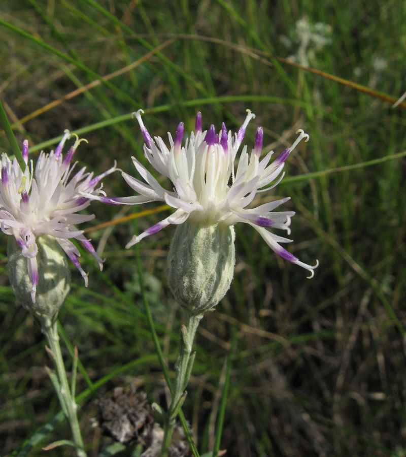 Image of Jurinea stoechadifolia specimen.