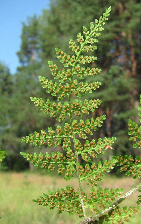 Изображение особи Rhizomatopteris montana.