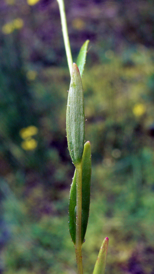 Изображение особи Saxifraga hirculus.