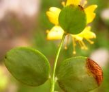 Hypericum nummularium