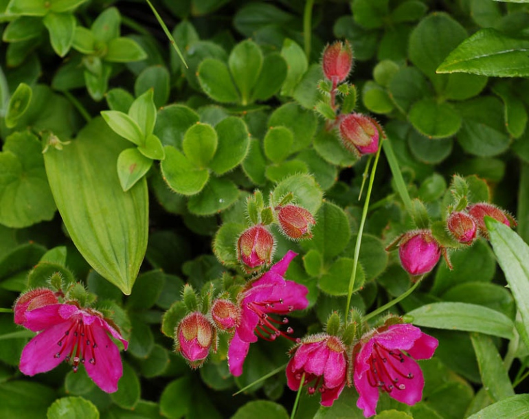Image of Rhododendron camtschaticum specimen.