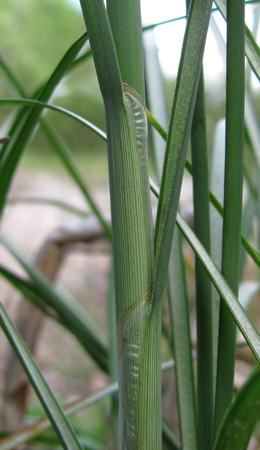 Изображение особи Schoenoplectus lacustris.