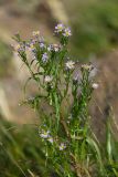 Tripolium pannonicum subspecies tripolium. Верхушка цветущего растения. Ленинградская обл., Кингисеппский р-н, Кургальский п-ов, окр. дер. Тисколово, на лугу у берега 21.07.2011.